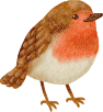 bird